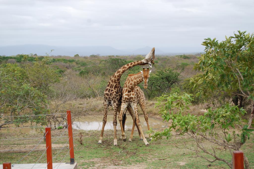 Cheetah Paw Eco Lodge Guernsey Nature Reserve Екстер'єр фото